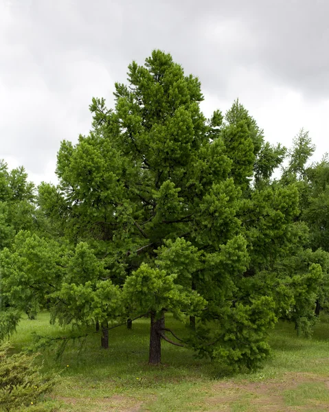 Softwood larch — Stock Photo, Image