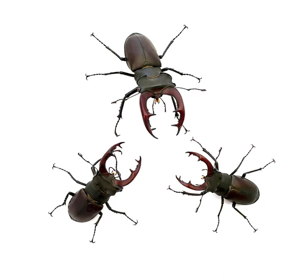 Tres escarabajo ciervo — Foto de Stock