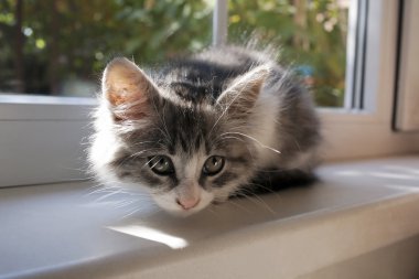 Gri ve beyaz yavru kedi bir pencere eşiğinde