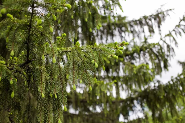 The branch of spruce — Stock Photo, Image