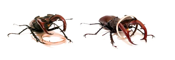Escarabajo ciervo con un anillo de bodas —  Fotos de Stock