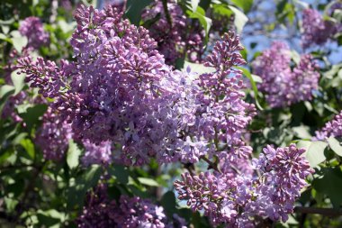 Yaygın leylak çiçekleri