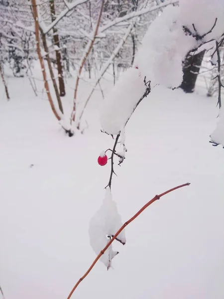 Leuchtend Rote Beeren Unter Dem Schnee Auf Dem Baum — Stockfoto