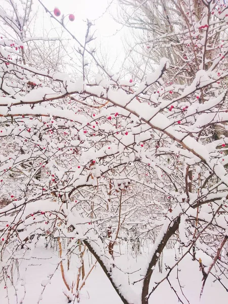 Ярко Красные Ягоды Снегом Дереве — стоковое фото