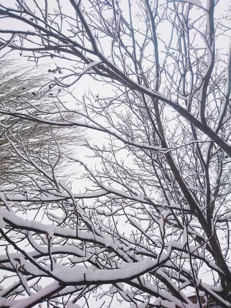 Inverno Paisagem Nevada Árvores Arbustos — Fotografia de Stock