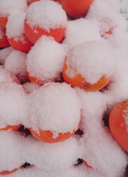 Muitas Tangerinas Sob Neve — Fotografia de Stock