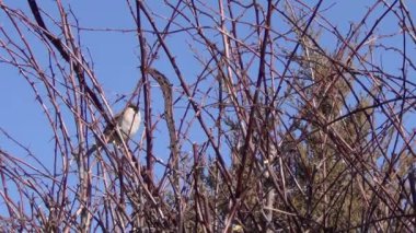 Mavi bir serçenin arka planında bir böğürtlen dalında oturuyor.