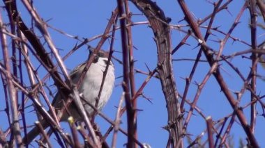 Mavi bir serçenin arka planında bir böğürtlen dalında oturuyor.