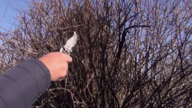 Bahçede sonbaharda ceketli ve şapkalı bir adam çalıların dallarını budayarak kesiyor.