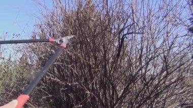 Bahçede sonbaharda ceketli ve şapkalı bir adam çalıların dallarını budayarak kesiyor.