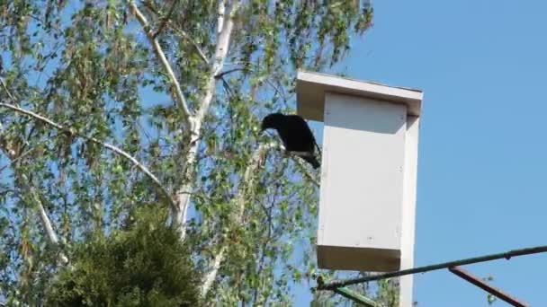 Estornino Pájaro Sienta Una Pajarera Contra Telón Fondo Gran Abedul — Vídeos de Stock