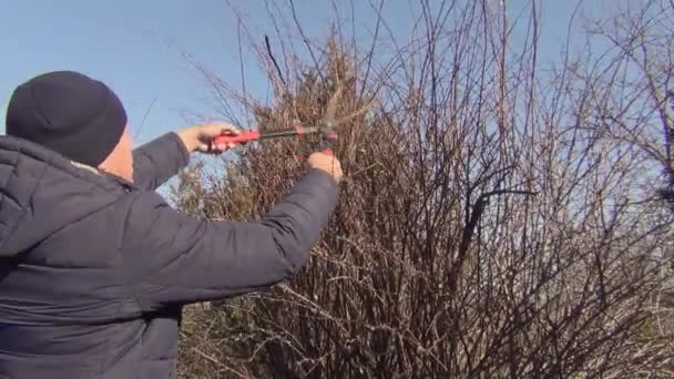 Un hombre con una podadora corta las ramas de un arbusto — Vídeos de Stock