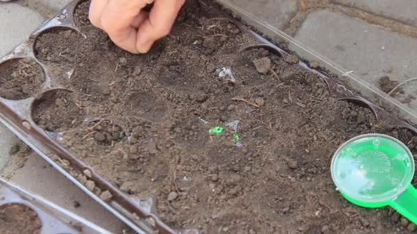 Manos Femeninas Plantando Semillas Flores Suelo Para Plántulas Primavera — Vídeos de Stock