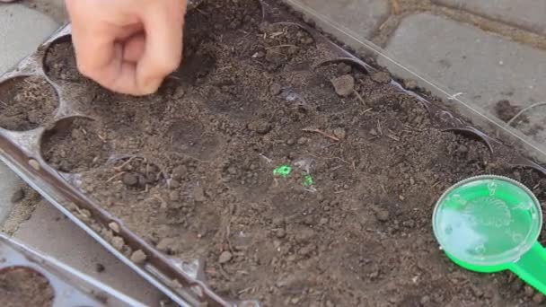 Manos Femeninas Plantando Semillas Flores Suelo Para Plántulas Primavera — Vídeos de Stock