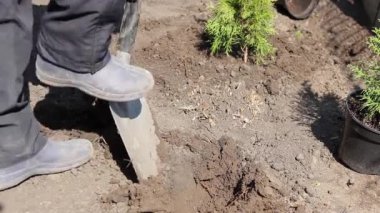 Ağaç dikme. Bir işçi, genç bir ağaç için yerde bir çukur kazar.