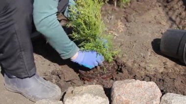 Tanımlanamayan bir kadın yerde oturuyor genç ağaç yeşil tui ukalalık yapıyor.