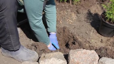 Tanımlanamayan bir kadın yerde oturuyor genç ağaç yeşil tui ukalalık yapıyor.