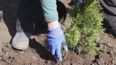 Tanımlanamayan bir kadın yerde oturuyor genç ağaç yeşil tui ukalalık yapıyor.