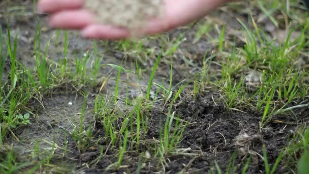 Unbekannte Frau verstreut Rasenmäherrasen im Hof. Die Erde mit Samen von Hand aussäen. Hand aus dem Fokus — Stockvideo