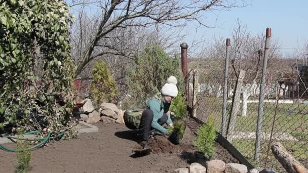 Belle femme pour planter un arbuste de smaragd vert dans le sol — Video