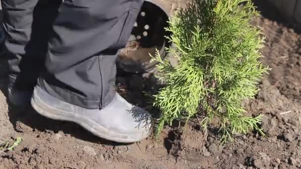 Lavoratore calpesta il terreno intorno all'albero thuja piantato — Video Stock