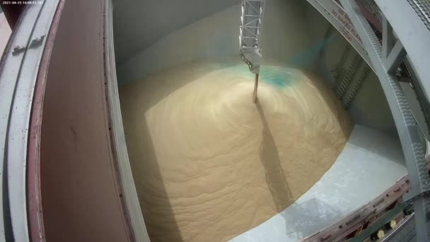 Loading of wheat grain on a ship. Coloring grain with food paint when loading on a ship for transportation to African countries — Stock Video