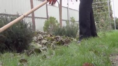 Bir kadın sonbaharda düşen yaprakları temizler. Sonbahar mevsiminde bahçıvanlık. Çimleri yapraklardan temizliyorum. Bahçede sonbahar işi