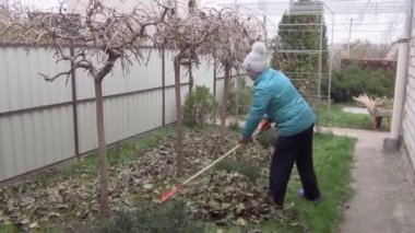 Sıcak bir ceket ve örgü bir şapkayla, bir kadın bahçedeki çimenlikteki yaprakları tırmıkla tırmıklıyor. Sonbahar mevsiminde bahçıvanlık. Çimleri yapraklardan temizliyorum. Sonbahar çalışmaları