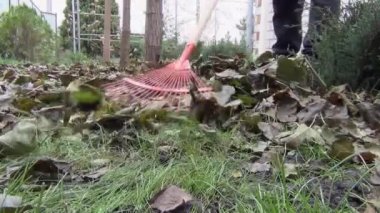 Bir kadın sonbaharda düşen yaprakları temizler. Sonbahar mevsiminde bahçıvanlık. Çimleri yapraklardan temizliyorum. Bahçede sonbahar işi