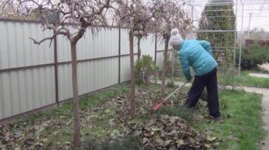 Sıcak bir ceket ve örgü bir şapkayla, bir kadın bahçedeki çimenlikteki yaprakları tırmıkla tırmıklıyor. Sonbahar mevsiminde bahçıvanlık. Çimleri yapraklardan temizliyorum. Sonbahar çalışmaları