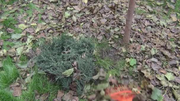 Una Mujer Quita Las Hojas Caídas Otoño Jardinería Temporada Otoño — Vídeo de stock