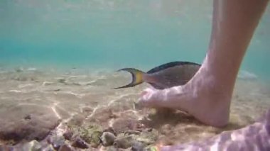Yaz tatili. Mısır. Kızıl Deniz. Deniz balığı cerrahı Acanthurus Sohal namı diğer Sohal sığ sularda bir turistin güzel ayak tırnaklarıyla oynuyor. Su altı çekimleri
