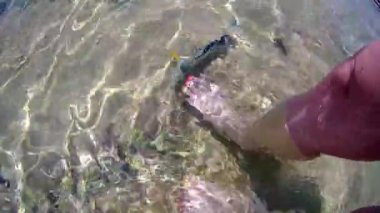 Yaz tatili. Mısır. Kızıl Deniz. Deniz balığı cerrahı Acanthurus Sohal namı diğer Sohal sığ sularda bir turistin güzel ayak tırnaklarıyla oynuyor. Su altı çekimleri
