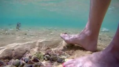 Yaz tatili. Mısır. Kızıl Deniz. Deniz balığı cerrahı Acanthurus Sohal namı diğer Sohal sığ sularda bir turistin güzel ayak tırnaklarıyla oynuyor. Su altı çekimleri