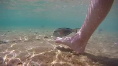 Yaz tatili. Mısır. Kızıl Deniz. Deniz balığı cerrahı Acanthurus Sohal namı diğer Sohal sığ sularda bir turistin güzel ayak tırnaklarıyla oynuyor. Su altı çekimleri