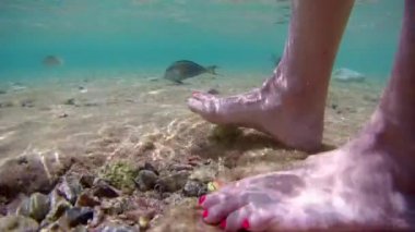 Yaz tatili. Mısır. Kızıl Deniz. Deniz balığı cerrahı Acanthurus Sohal namı diğer Sohal sığ sularda bir turistin güzel ayak tırnaklarıyla oynuyor. Su altı çekimleri
