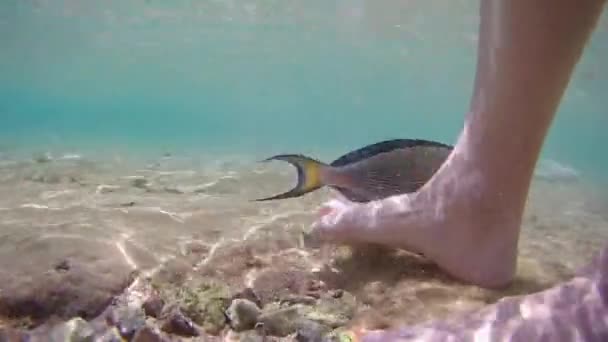 Sommarvila Egypten Röda Havet Havsfisk Arabiska Kirurgen Acanthurus Sohal Aka — Stockvideo