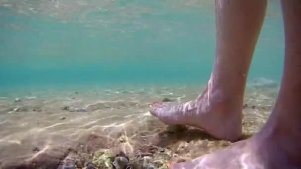 Descanso Egito Mar Vermelho Peixe Marinho Cirurgião Árabe Acanthurus Sohal — Vídeo de Stock