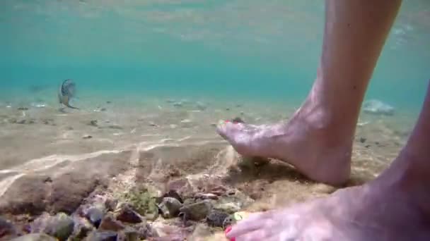 夏休みだ エジプトだ 浅い水の中で観光客の美しい爪と海魚アラビア外科医Acanthurus Sohal別名Sohal演奏 水中撮影 — ストック動画