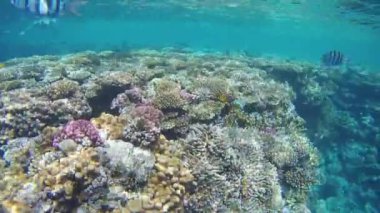 Mısır. Kızıl deniz. Su altı video çekimi. Birçok farklı türden balık kıyı şeridi boyunca mercanların yakınında yüzer. GoPro 'da. Yüksek kaliteli FullHD görüntüler