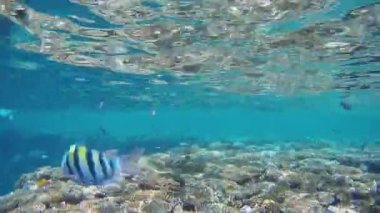 Mısır. Kızıl deniz. Su altı video çekimi. Birçok farklı türden balık kıyı şeridi boyunca mercanların yakınında yüzer. GoPro 'da. Yüksek kaliteli FullHD görüntüler