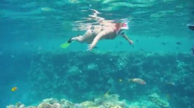 Bir kadın sıcak yaz denizinin yüzeyinde yüzgeçler ve maske takarak yüzüyor ve balıklara bakıyor. Yüksek kalite FullHD video