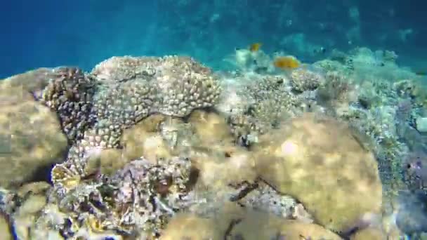 Egypten Röda Havet Videofilmning Vattnet Många Fiskar Olika Arter Simmar — Stockvideo