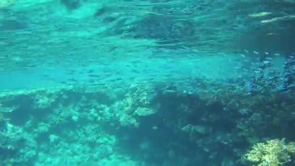 Egipto Mar Rojo Filmación Video Bajo Agua Muchos Peces Diferentes — Vídeos de Stock