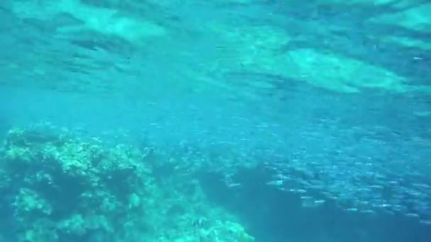 Egito Mar Vermelho Filmagem Vídeo Subaquático Muitos Peixes Diferentes Espécies — Vídeo de Stock