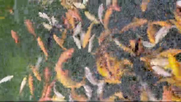 Multicolore Fantaisie Japonais Poissons Koï Recherche Nourriture Dans Étang Jardin — Video