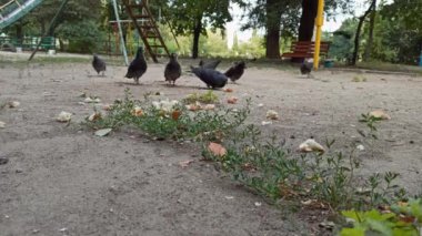 Küçük bir şehir güvercini sürüsünü ekmek dilimleriyle beslemek.