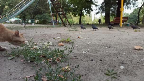 Alimentando palomas en la calle. desde la izquierda, un gato jengibre entra en el marco — Vídeos de Stock