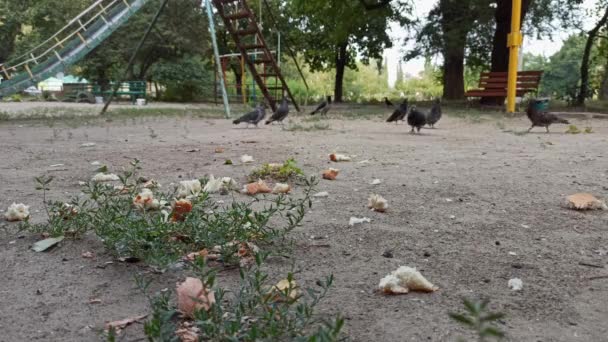 Nourrir un petit troupeau de pigeons urbains avec des tranches de pain — Video