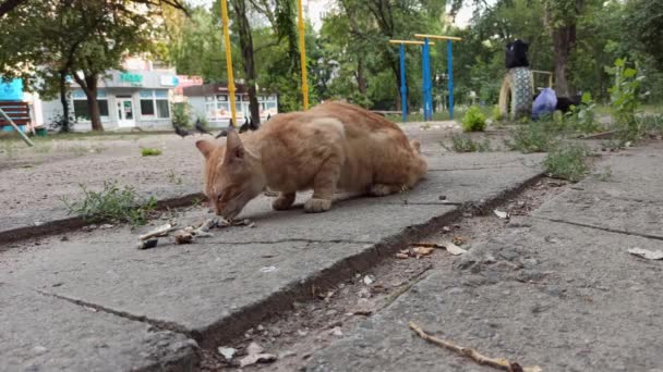 Seekor kucing jahe duduk di halaman dan makan ikan — Stok Video